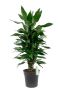 Dracaena Janet Lind