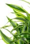 Monstera Siltepecana