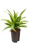 Dracaena lemon lime hydrocultuur