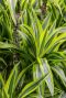 Monstera Siltepecana