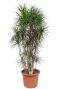 Dracaena marginata plant