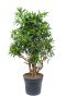 Dracaena song of jamaica plant