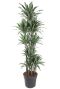 Scindapsus Treubii Dark plant
