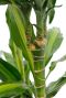 Stam van de Dracaena (drakenbloedboom) Cintho