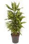 Dracaena fragrans Cintho kamerplant
