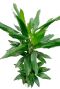 Dracaena Janet Lind