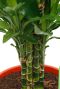 Monstera Siltepecana