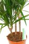 Dracaena met drie stammen