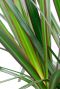 Monstera Siltepecana