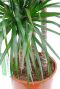 3 stammen van de Dracaena Marginata kamerplant