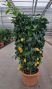 Epipremnum Pinnatum Global Green