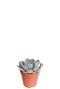 Echeveria garoto