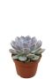Echeveria grande cinza vetplant