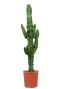 Alocasia Branchifolia Pink Passion blad