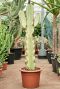 Hoya Krohniana Silver blad