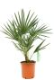 Europese palm chamaerops humilis dwergwaaierpalm kopen