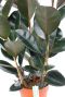 Ficus bladeren met rode streep