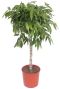 Ficus amstel king groot