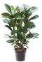 Monstera Siltepecana