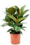 Monstera Siltepecana