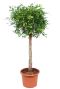 Ficus foliole kamerplant boom