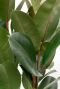 Monstera Siltepecana