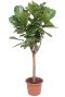 Syngonium Red Spot blad