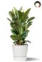 Ficus plant in witte pot