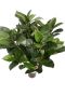 Ficus plastic kamerplant