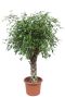 Ficus benjamina Exotica