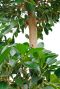 Alocasia Branchifolia Pink Passion blad