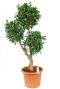 Grote kamerplant Ficus Nitida met drie stammen/koppen
