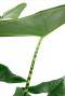 Monstera Siltepecana