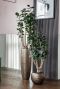 Monstera Siltepecana