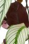 Blad met rood paarse onderkant