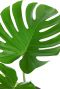 Monstera Siltepecana