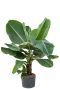 Grote bananenplant op hydrocultuur