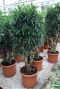 Grote dracaena relfexa song of jamaica