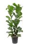 Hoya Krohniana Silver blad
