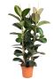 Grote ficus plant