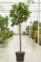 Grote ficus plant lyrata