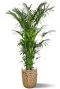 Grote kentia palm in mand