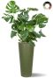 Grote monstera in hoge pot