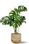 Grote monstera in mand bloempot