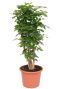Grote radermachera hainanensis plant