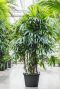 Grote rhapis plant