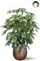 Grote schefflera in pot