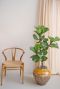 Grote zijdeplant ficus tabaksplant