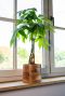 Helle bloempot hout pachira