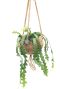 Kokodama epiphyllum anguliger